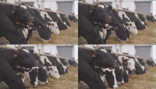 乡村农业养殖奶牛喂养升格拍摄高清在线视频素材下载
