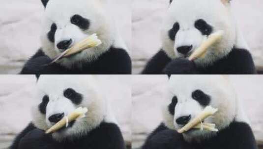 熊猫吃竹子高清在线视频素材下载