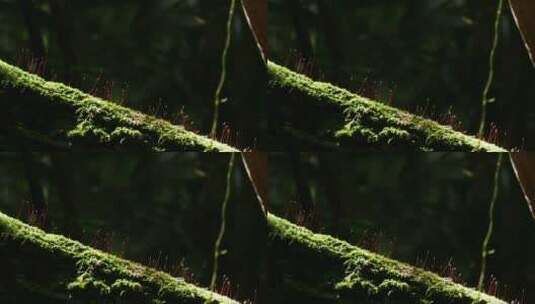 树干上的苔藓微观苔藓大自然苔藓高清在线视频素材下载