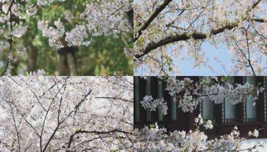 春天樱花树樱花盛开空镜合集高清在线视频素材下载