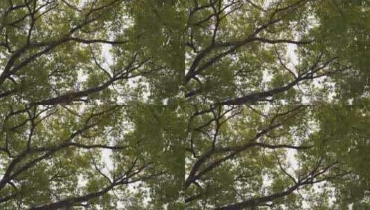 树林特写微风吹树叶树枝茂密森林树林绿色树高清在线视频素材下载
