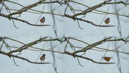 鸟 4k鸟语花香春天森林飞鸟湿地鸟类鸟群高清在线视频素材下载