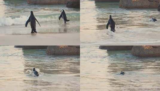 企鹅 一群企鹅高清在线视频素材下载