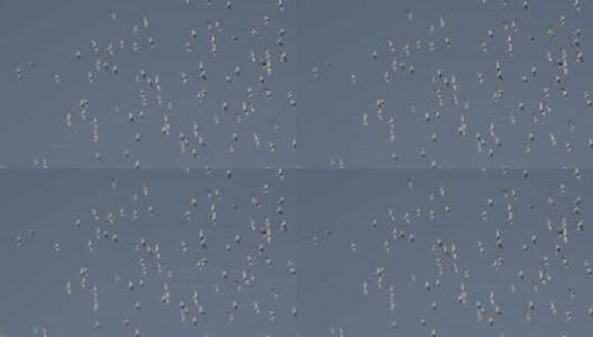 鸽子空镜 城市群鸽高清在线视频素材下载