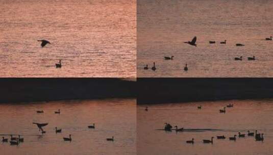贴着水面飞行的大雁慢镜头系列高清在线视频素材下载