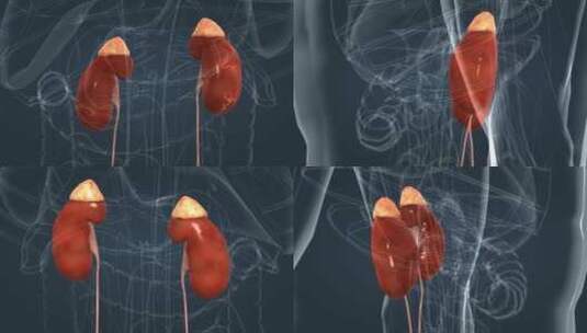 医学动画 人体器官 肾上腺 腺体 皮质高清在线视频素材下载