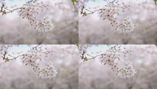 樱花空镜-特写-01高清在线视频素材下载