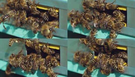 蜂巢周围的蜂群高清在线视频素材下载