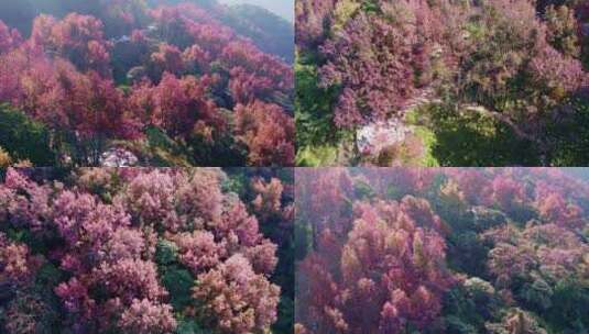 广州从化石门森林公园航拍枫叶林（低角度）高清在线视频素材下载