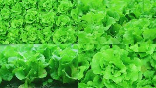 【实拍视频】绿色食品青菜园中的生菜高清在线视频素材下载
