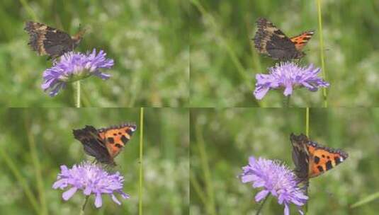 采集花粉的蝴蝶高清在线视频素材下载