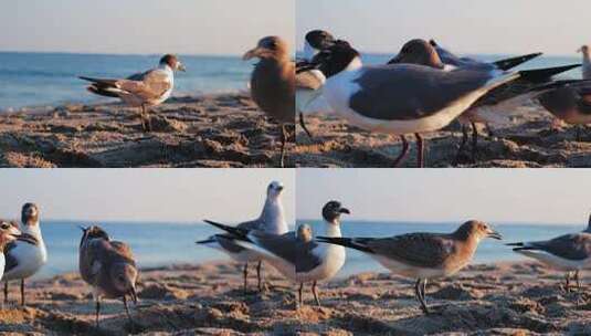 海鸥在海滩上觅食高清在线视频素材下载