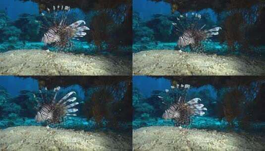 美丽的斑马狮子鱼游泳高清在线视频素材下载