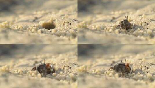 小螃蟹从沙坑里钻出来吃东西高清在线视频素材下载