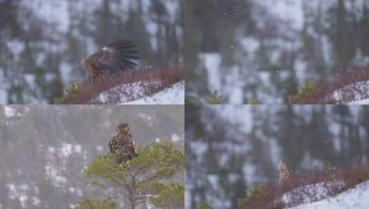 雄鹰风雪中起飞高清在线视频素材下载