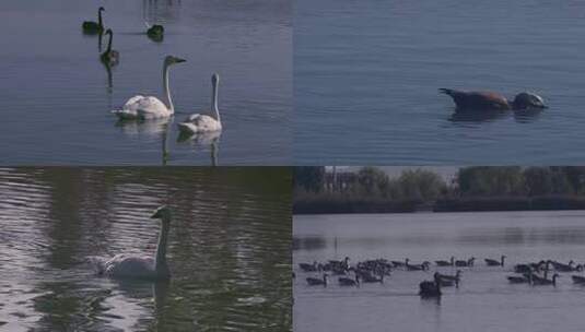 湿地公园水中的天鹅、赤麻鸭、斑头雁高清在线视频素材下载