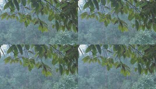 下雨天的绿叶高清在线视频素材下载
