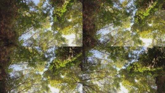 仰拍阳光照射树林高清在线视频素材下载
