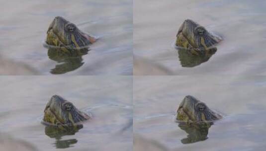 漏出水面的乌龟头高清在线视频素材下载