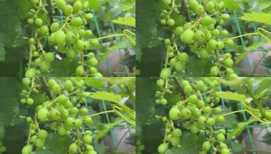 未成熟的葡萄高清在线视频素材下载