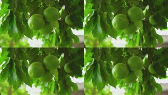 农村田园成熟的青柚子橘子植物风景高清在线视频素材下载