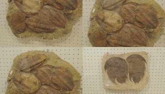 古生物博物馆三叶虫化石高清在线视频素材下载