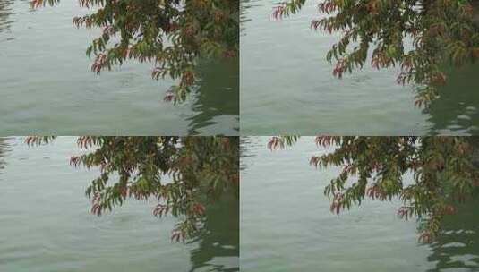 微风轻抚湖面水波荡漾 绿色植物唯美空镜高清在线视频素材下载