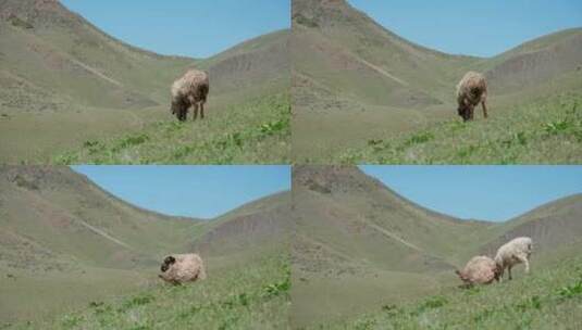草原牧场上吃草的羊高清在线视频素材下载