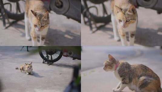 野猫 宠物 动物 路边 流浪猫 动物 猫 可爱高清在线视频素材下载