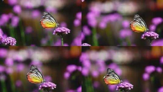 蝴蝶停在花朵上高清在线视频素材下载
