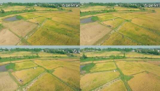 航拍农田收割水稻高清在线视频素材下载