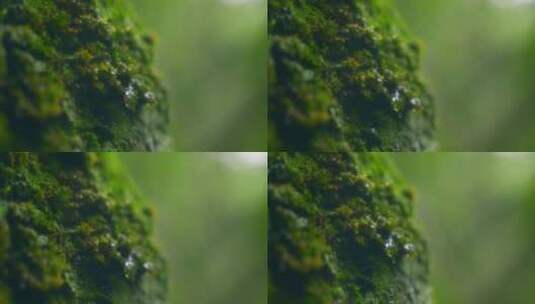 大自然  春天  夏天  苔藓 下雨8高清在线视频素材下载