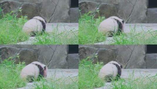 大熊猫幼崽高清在线视频素材下载