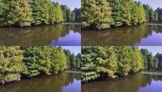 航拍秋日的水面水杉高清在线视频素材下载