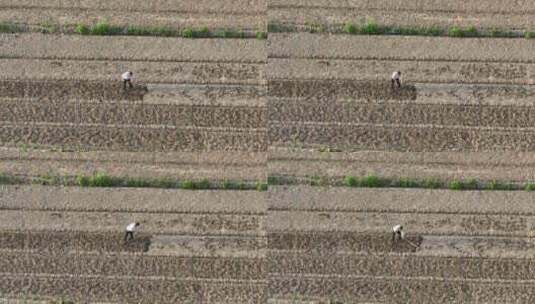 航拍男性农民用钉耙在田间锄地刨地高清在线视频素材下载