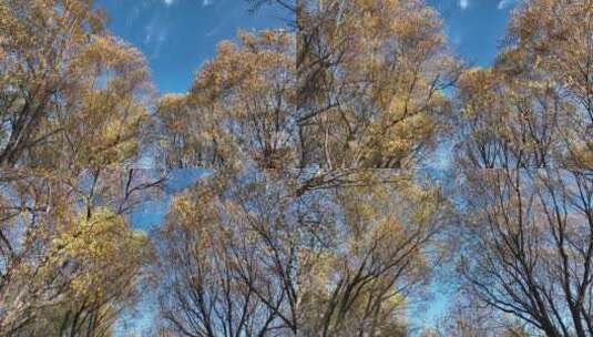碧空下摇曳的金色树枝柳叶高清在线视频素材下载