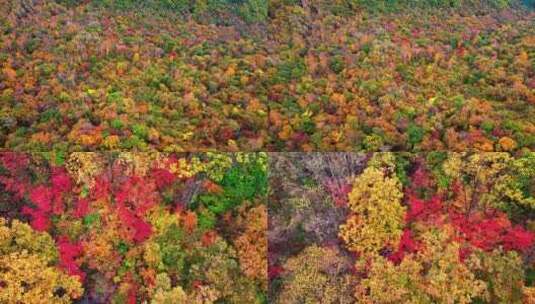 4K超清秋天本溪枫叶色彩五花山老边沟风景高清在线视频素材下载