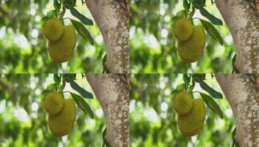 菠萝蜜果树水果高清在线视频素材下载