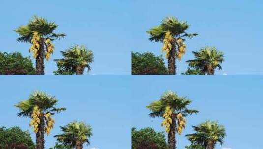 蓝天背景下的棕榈树高清在线视频素材下载