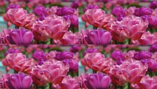 盛开的郁金香花园高清在线视频素材下载