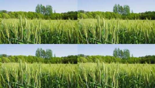 麦田里绿色饱满的麦穗在风中摇摆高清在线视频素材下载