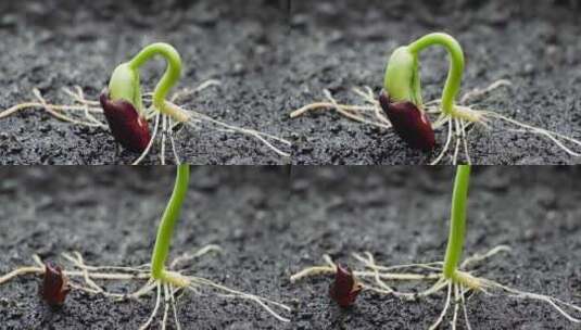 种子发芽超延时4K特写破土而出高清在线视频素材下载