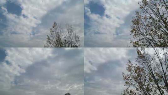 秋日的树与天空高清在线视频素材下载
