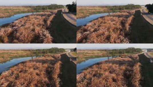 杭州余杭区北湖草荡湿地秋天风光航拍高清在线视频素材下载