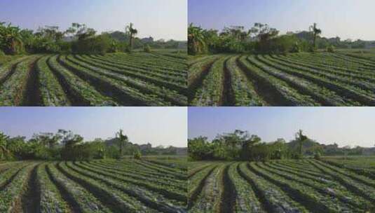 青菜有机蔬菜种植菜地菜园绿色高清在线视频素材下载