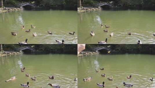 水池里嬉戏的野鸭和鸳鸯慢镜头高清在线视频素材下载