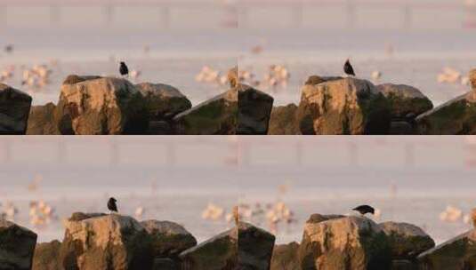 2023年11月19日拍摄深圳湾鸟类高清在线视频素材下载