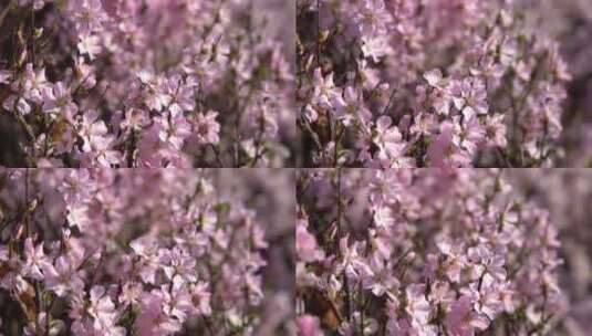 景观树桃花公园观赏树桃花高清在线视频素材下载