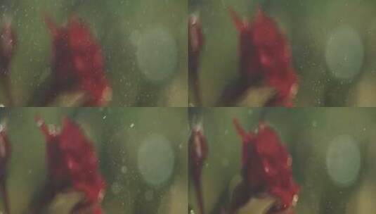 雨中玫瑰高清在线视频素材下载