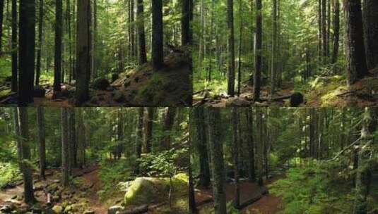 森林 树林 树木 阳光高清在线视频素材下载